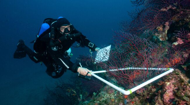 Monitoring red gorgonian (Paramuricea clavata) populations in the upper mesophotic zone of the French Mediterranean Sea