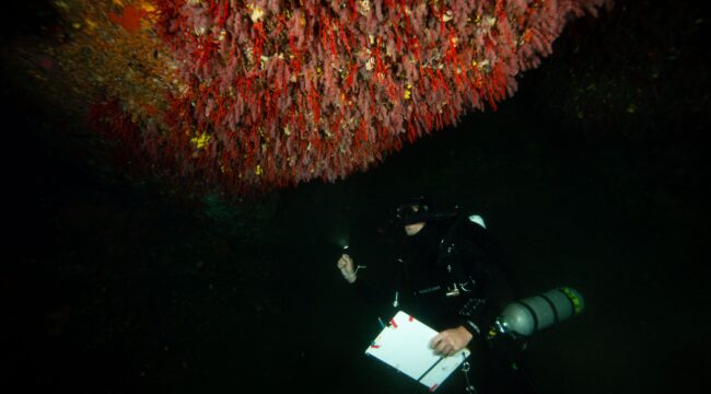 “Mission Nature” : Preserving the coral and shallow waters of the Calanques National Park