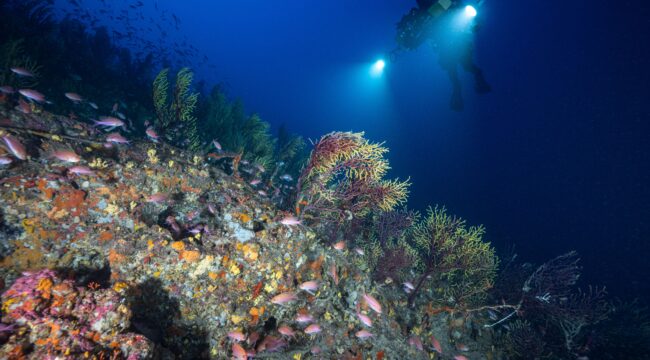CANOPY : A STUDY OF THE MESOPHOTIC ZONE IN THE FRENCH MEDITERRANEAN